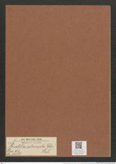 Striatella interrupta (Ehr.) Heib. (de-Toni-Nr.: Genus 97, Species 3083) Zeichnungen Sammlung Grunow Mappe 03311 (Herbarium_W_Grunow_drawings_Folder_03311)